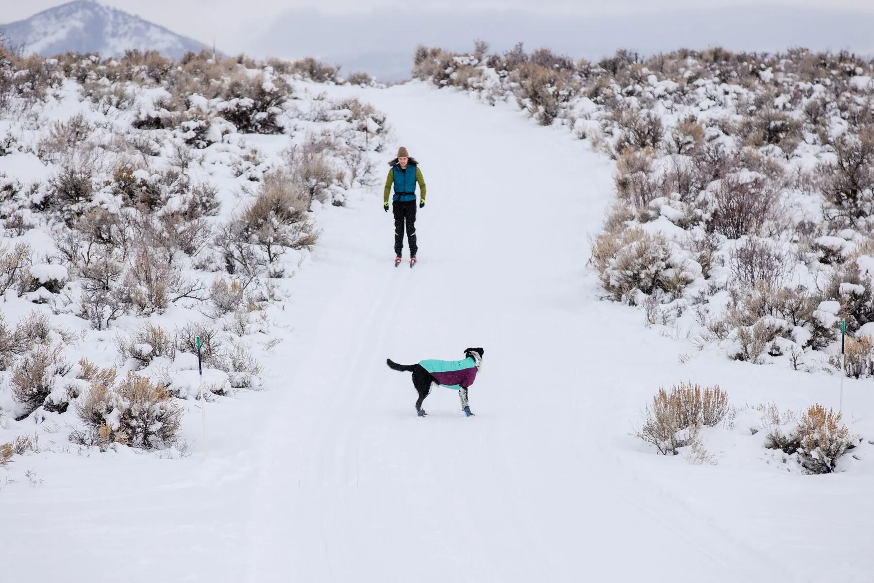 Powder Hound